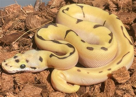 super orange dream enchi fire spider  het hypo ball python  snake