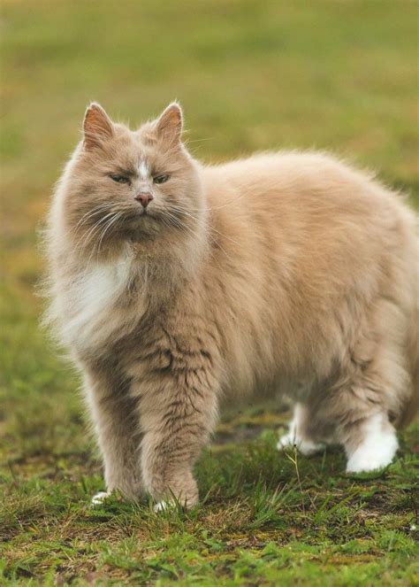Pin by Николай Александрович on КОТЫ-2. | Cute cats and dogs, Cute cats ...