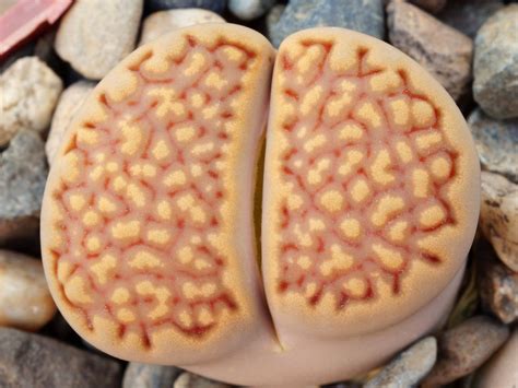 CactusGarden - Продажа семян литопсов Lithops hallii v. ochracea C 059