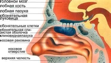 строение и функции носовой полости.пж оч надо - Школьные Знания.com