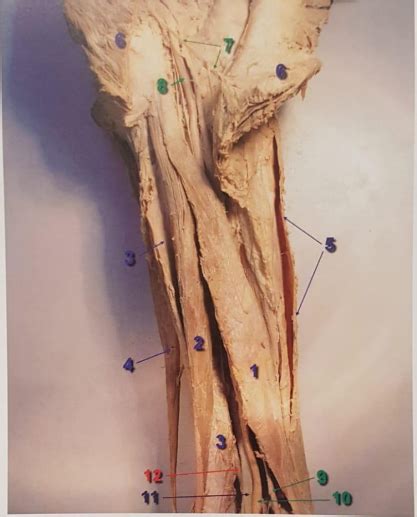 muscles  hamstrings posterior thigh diagram quizlet