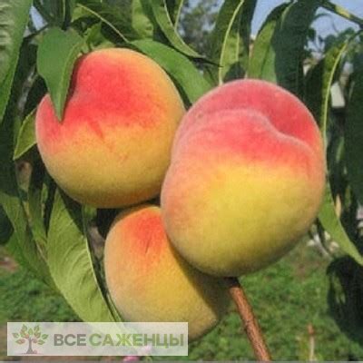 Цена на Персик колоновидный Золотой триумф - купить саженцы