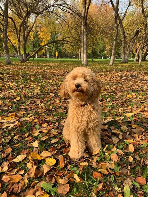 Милая собачка🐶 ️ | Щенки пуделя, Собачки, Собаки