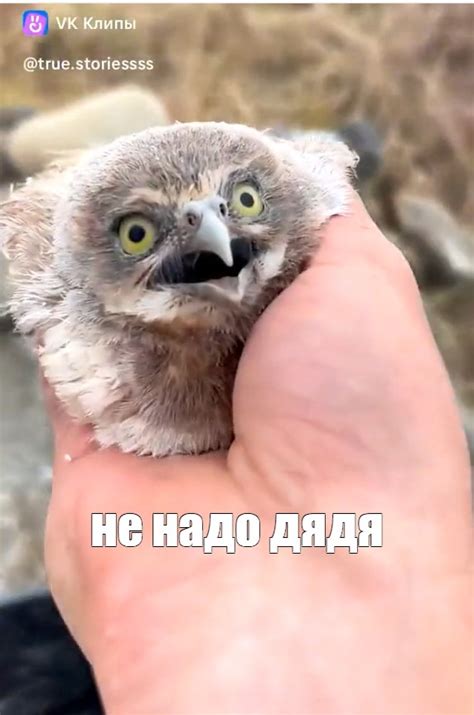 Создать мем "маленький совенок, птица сова, сова" - Картинки - Meme ...