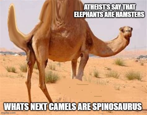 camel Memes & GIFs - Imgflip