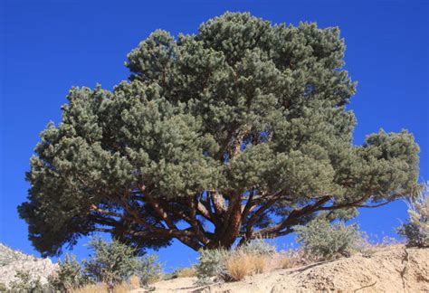 pine nut gathering exploring great basin national park