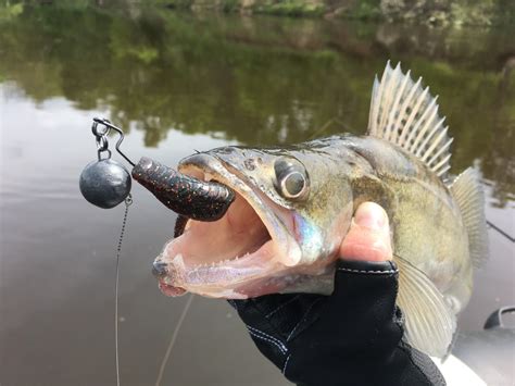Топ лучших блесен на судака, самые уловистые | FishSearch
