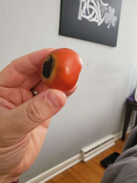 Tomato Rot : r/gardening