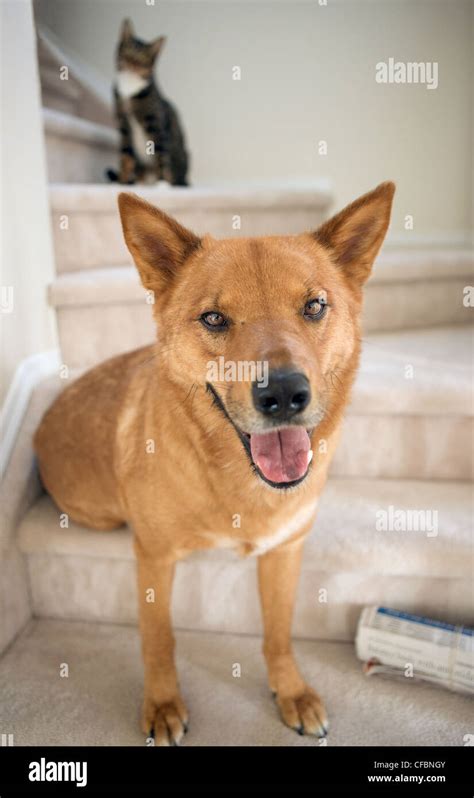 Dog mixed breed canine feline cat hi-res stock photography and images ...