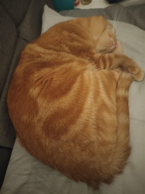 My husband is allergic to our cat, so naturally his favourite place to