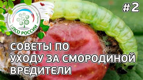 Вредители смородины как бороться. Советы по уходу за смородиной. - YouTube