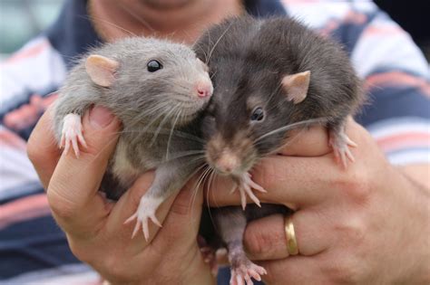 Animals Rats Cute - Free photo on Pixabay - Pixabay