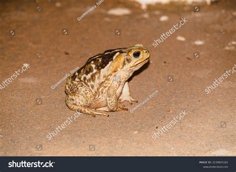 sapo cururu beautiful species brazilian frog stock photo