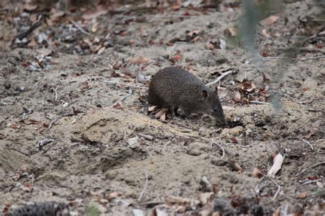 Backyard Bandicoots – westernWEB