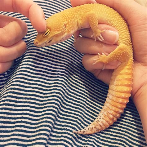 Guide to leopard gecko morphs and genetics – Artofit