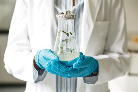 Key factors with ex-vitro acclimatization of tissue culture plants ...