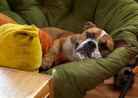 Sick Dog | Lord Percy deals with his stomach bug by lounging… | Flickr