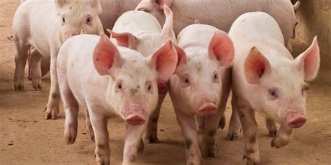 Zoönoses: wat zijn dat en hoe voorkomen we ze? - DDB
