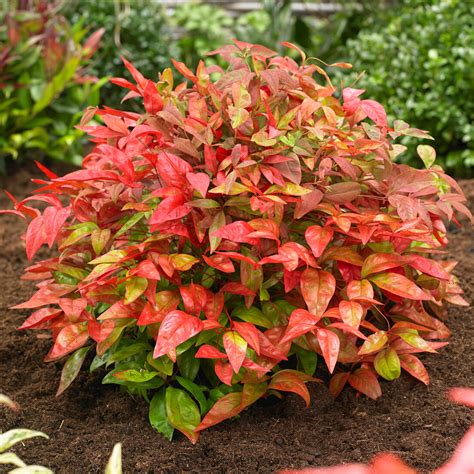 Nandina Blush Pink – 247plants