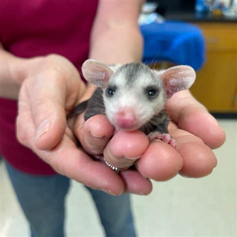 opossum babies size