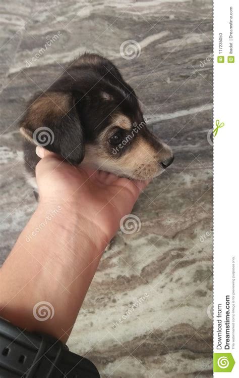 lil pup stock photo image  puppy cute adorable