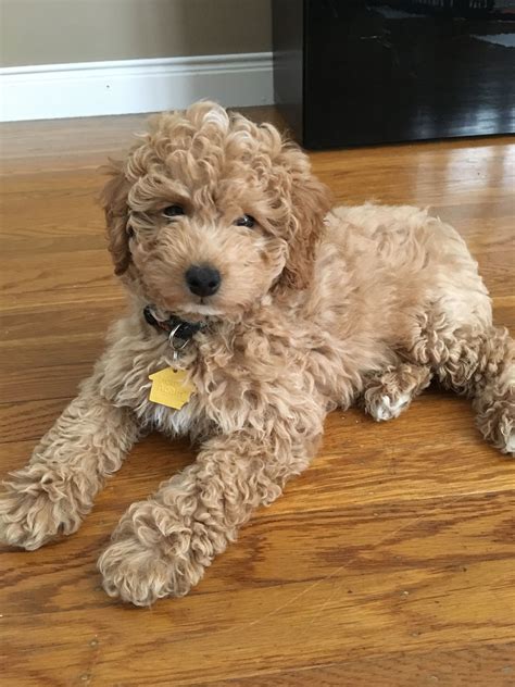 Mini Goldendoodle F1b Puppy