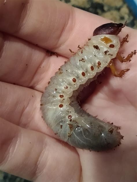 Hercules Beetle Larva