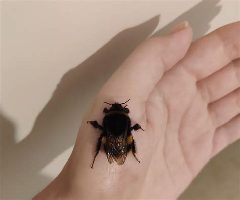 Found a lethargic fat bumblebee on the road, she's huge! Is it a Queen