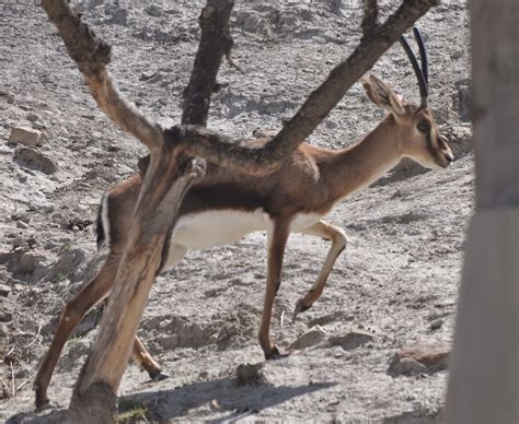 ZOOTOGRAFIANDO (5.836 ANIMALS): GACELA DE CUVIER / CUVIER´S GAZELLE ...