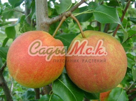 Саженцы Груша Память Яковлева - купить от 620 руб.