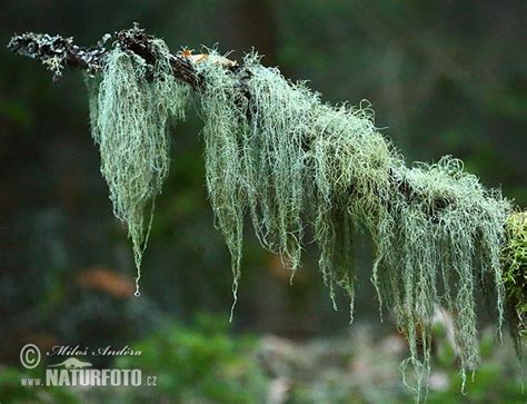 Provazovka | Naturfoto.cz