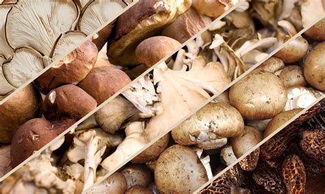 Lion's Mane Mushrooms: 4 Health Benefits & How To Use Them