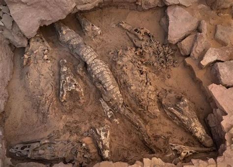 Археологи нашли древнеегипетскую гробницу с мумиями крокодилов — Нож