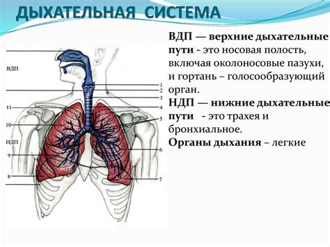 Анатомия и физиология с позиции анестезиологии и реаниматологии ...