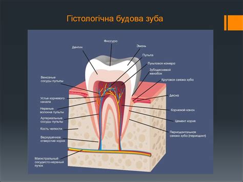Мета та завдання стоматології - презентация онлайн