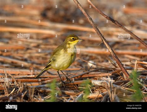 Yellow wagtail during migration Stock Photo - Alamy