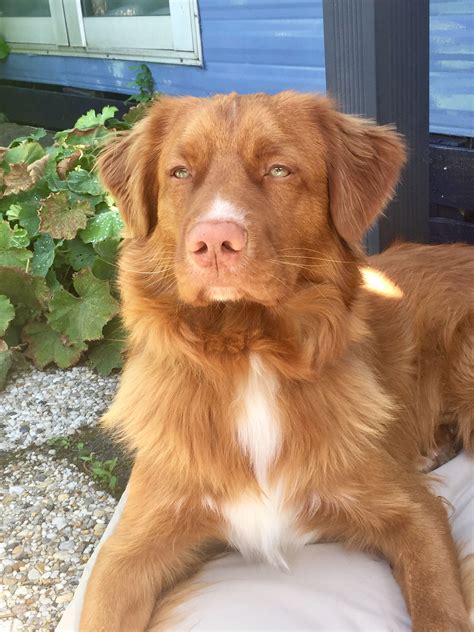 Toller James..... | Nova scotia duck tolling retriever, Puppies, Nova scotia duck tolling