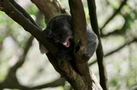 premium photo  world monkey  seminyak