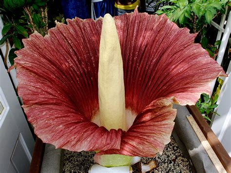 Titanum Plant