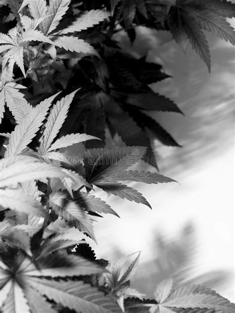 Marijuana stock image. Image of criminal, addiction, green - 81244733