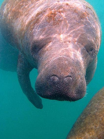 #GNvdD: Student redt jonge zeekoe - Animals Today