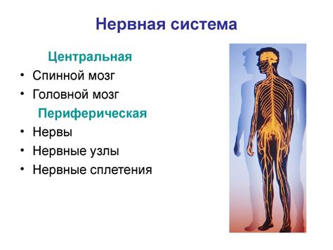 Периферическая нервная система - презентация онлайн