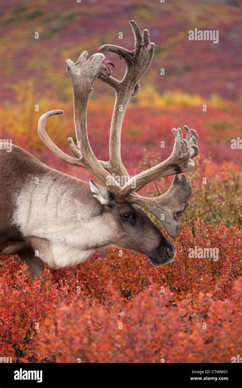 bull caribou denali national park alaska stock photo alamy