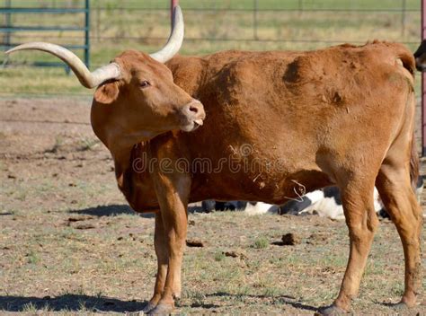 The Texas Longhorn stock image. Image of grazing, biological - 42838151