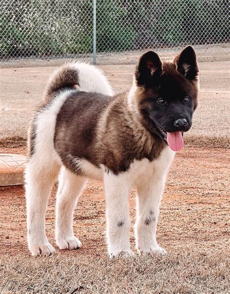 Steel City Akitas - Akita Puppies For Sale In Birmingham, AL - Born on