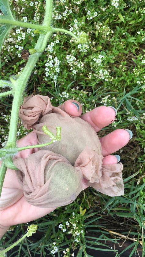 Protecting the goods from snails... : r/gardening