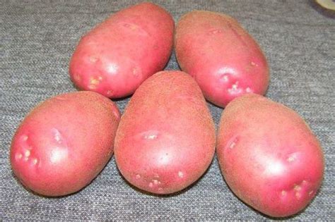 Картофель Родриго: описание и характеристики сорта, посадка и уход ...