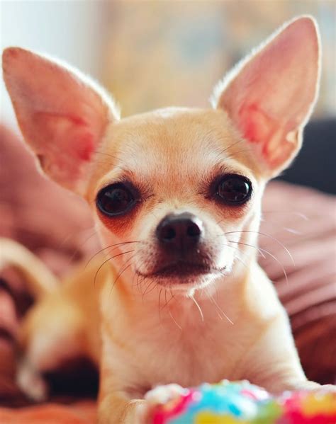 The 15 Best Companion Dogs – PureWow