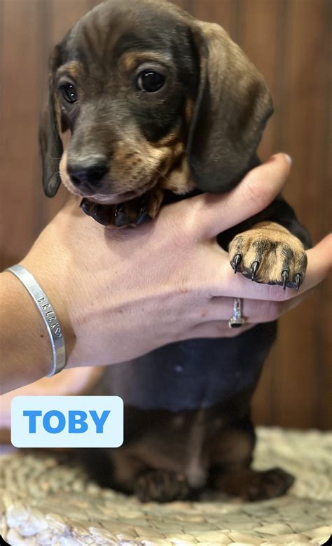 Mini Dachshund Puppy - Classified Ads - CouesWhitetail.com Discussion forum