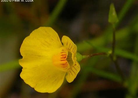 RI Carnivorous Plants - Among Rhode Island Wildflowers